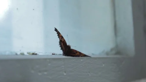 Butterfly on the window. Macro. Video stock 74133871