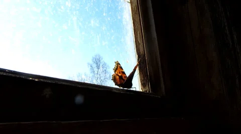 Butterfly on the window of the shed 動画素材 36625473