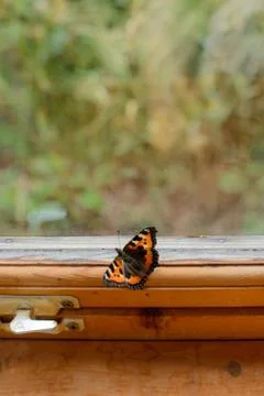 Butterfly on a windowsill Stock Photos