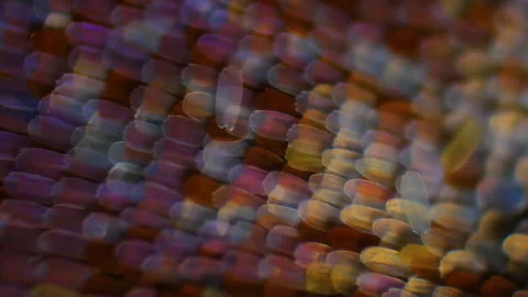 Butterfly Wing and Raindrops with Microscopic Magnification. Bright colors Stock Footage 146283484