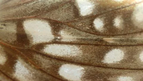 Butterfly wing detail pattern Foto stock