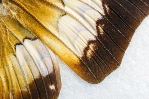Butterfly Wing in Macro Closeup Stock Photos