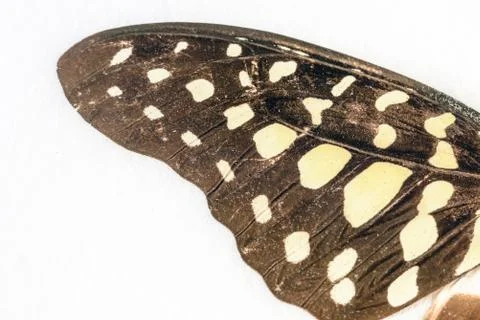Butterfly Wing in Macro Closeup Stock Photos