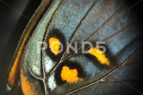 Butterfly Wing Macro Stock Photos