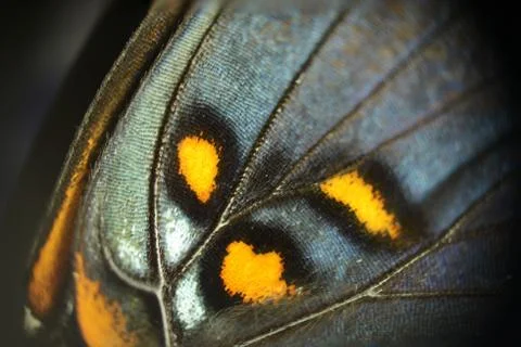 Butterfly Wing Macro Stock Photos
