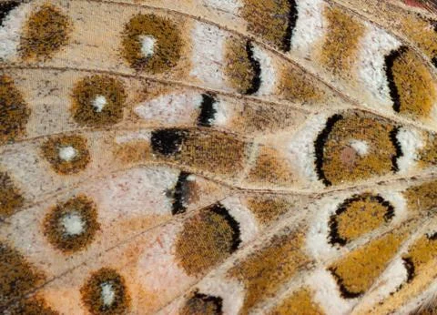 Butterfly wing pattern Stock-Fotos