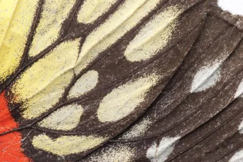 Butterfly wing pattern Foto stock