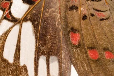 Butterfly wing  pattern texture Stock Photos