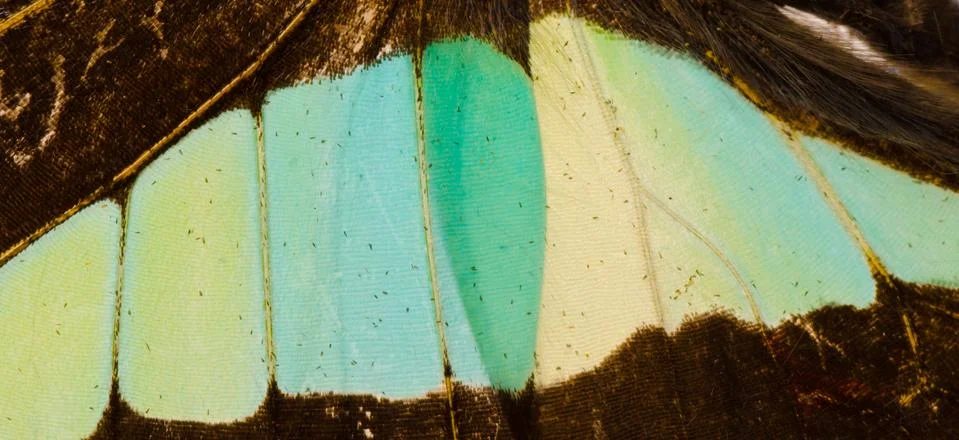 Butterfly wing  pattern texture Stock Photos