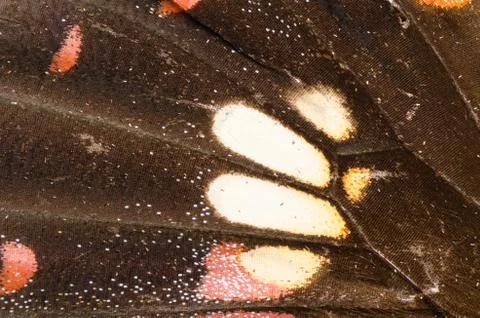 Butterfly wing  pattern texture Stock Photos