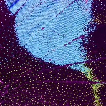 Butterfly wing  pattern texture Foto stock