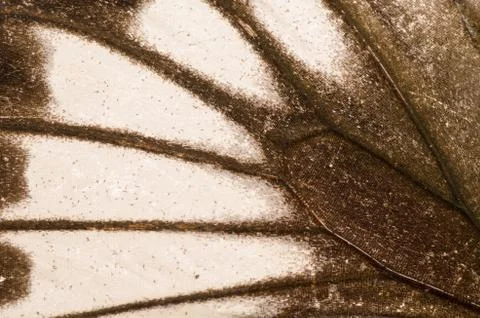 Butterfly wing  pattern texture Stock Photos