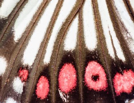 Butterfly wing  pattern texture Stock Photos