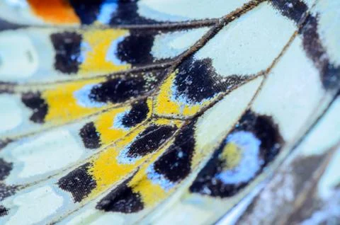Butterfly wing  pattern texture Foto stock
