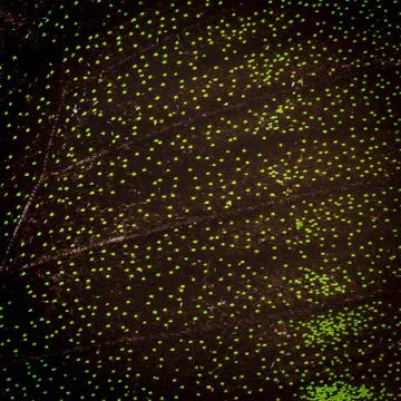 Butterfly wing  pattern texture Stock Photos