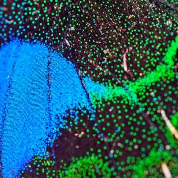 Butterfly wing  pattern texture Stock Photos