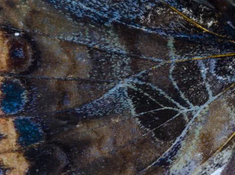 Butterfly wing  pattern texture Foto stock