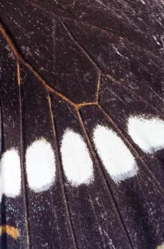 Butterfly wing  pattern texture Foto stock
