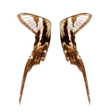 Butterfly wing Stock Photos