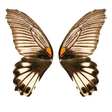Butterfly wing Foto stock