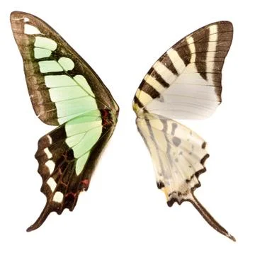 Butterfly wing Stock Photos