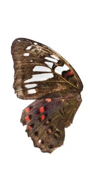 Butterfly wing Stock Photos