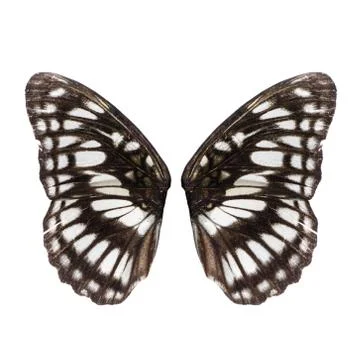 Butterfly wing Foto stock