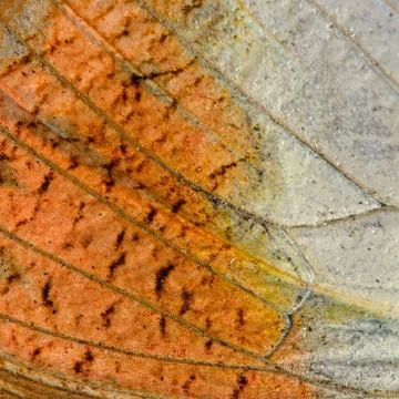 Butterfly wing Stock Photos
