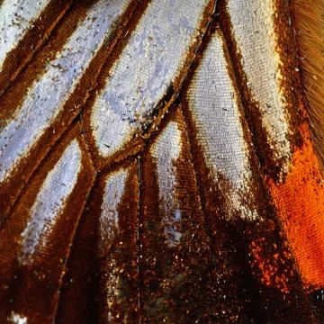 Butterfly wing Stock Photos