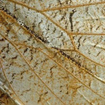 Butterfly wing Foto stock