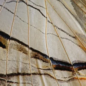 Butterfly wing Stock Photos