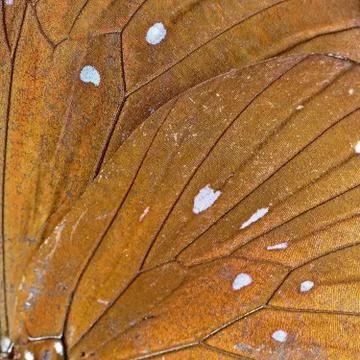 Butterfly wing Stock Photos
