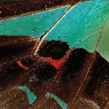 Butterfly wing Stock Photos