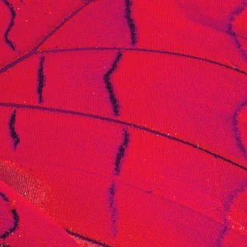 Butterfly wing Stock Photos