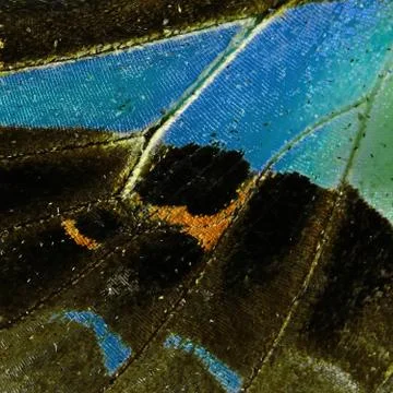 Butterfly wing Foto stock