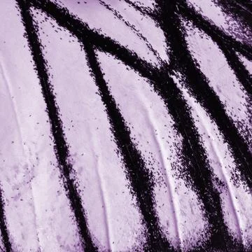 Butterfly wing Stock Photos