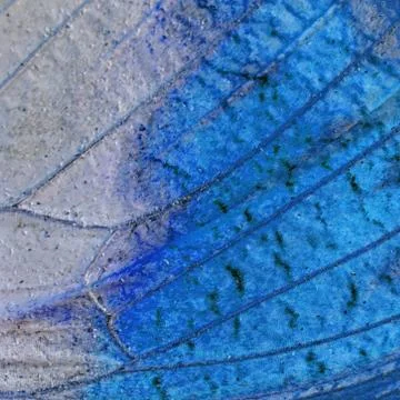 Butterfly wing Stock Photos