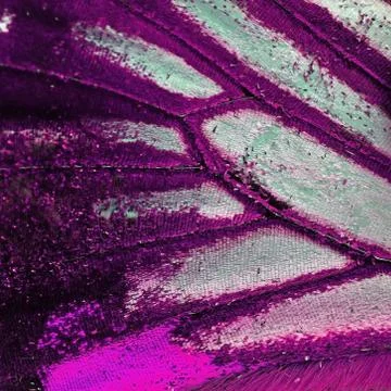Butterfly wing Stock Photos