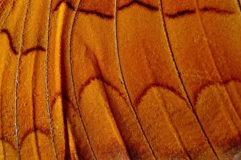 Butterfly wing Foto stock