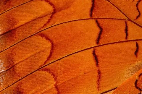 Butterfly wing Stock Photos
