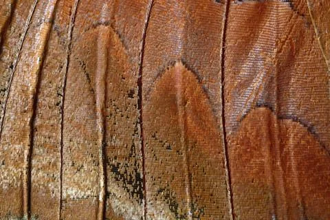 Butterfly wing Stock Photos