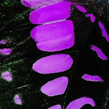 Butterfly wing Foto stock