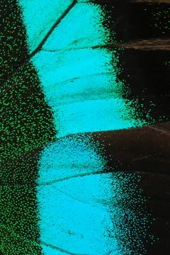 Butterfly wing Foto stock