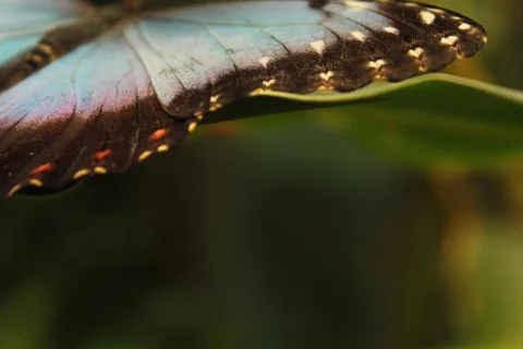 Butterfly Wing Foto stock