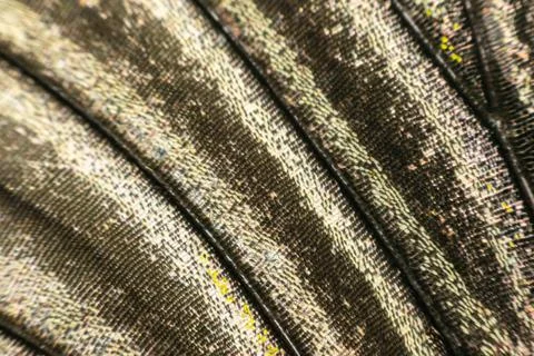 Butterfly Wing Scales Macro Texture Stock Photos
