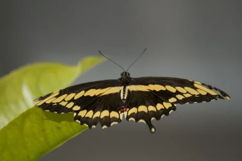 Butterfly wing spread 库存照片