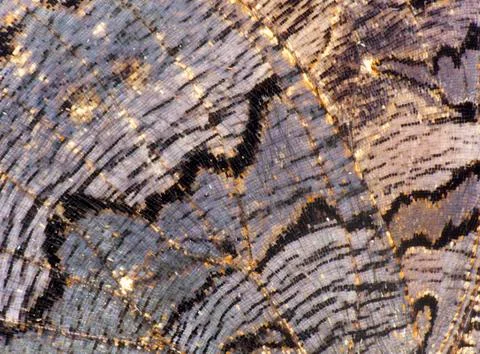 Butterfly wing texture Stock Photos