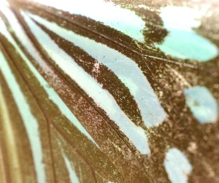 Butterfly wing texture Stock-Fotos
