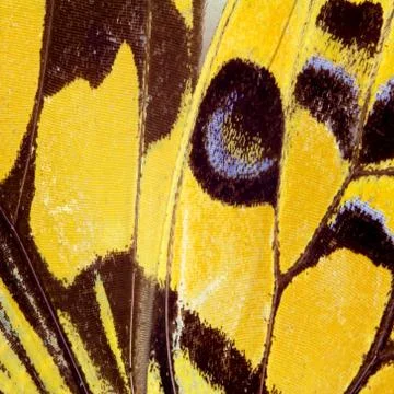 Butterfly wing texture Stock Photos