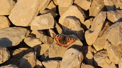 Butterfly wings with colorful pattern flutter in  wind in  sun. Video stock 89796550